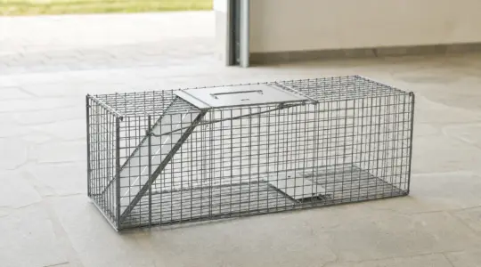 Eine Lebendfalle aus Metallgitter steht in einer Garage